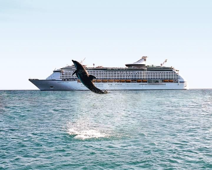 Dolphin sighting on a cruise