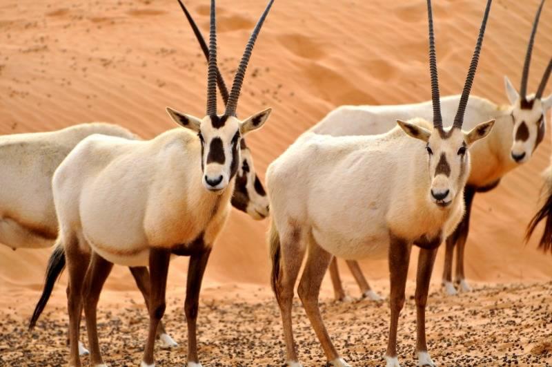Arabian Oryx on Sir Bani Yas Island