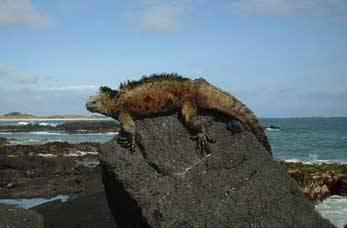 Reptile sitting on a rock in Galapagos