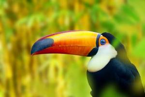 Toucan in Central America