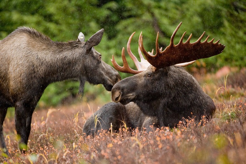 moose in acadia national park