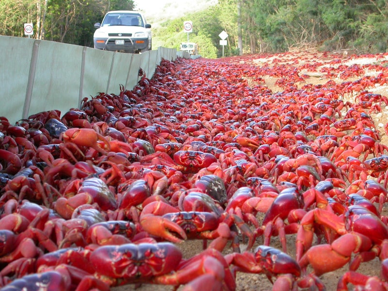 red crabs on christmas island