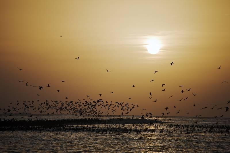 By courtesy of TCA Abu Dhabi United Arab Emirates, Sir Bani Yas Island - Cormorants