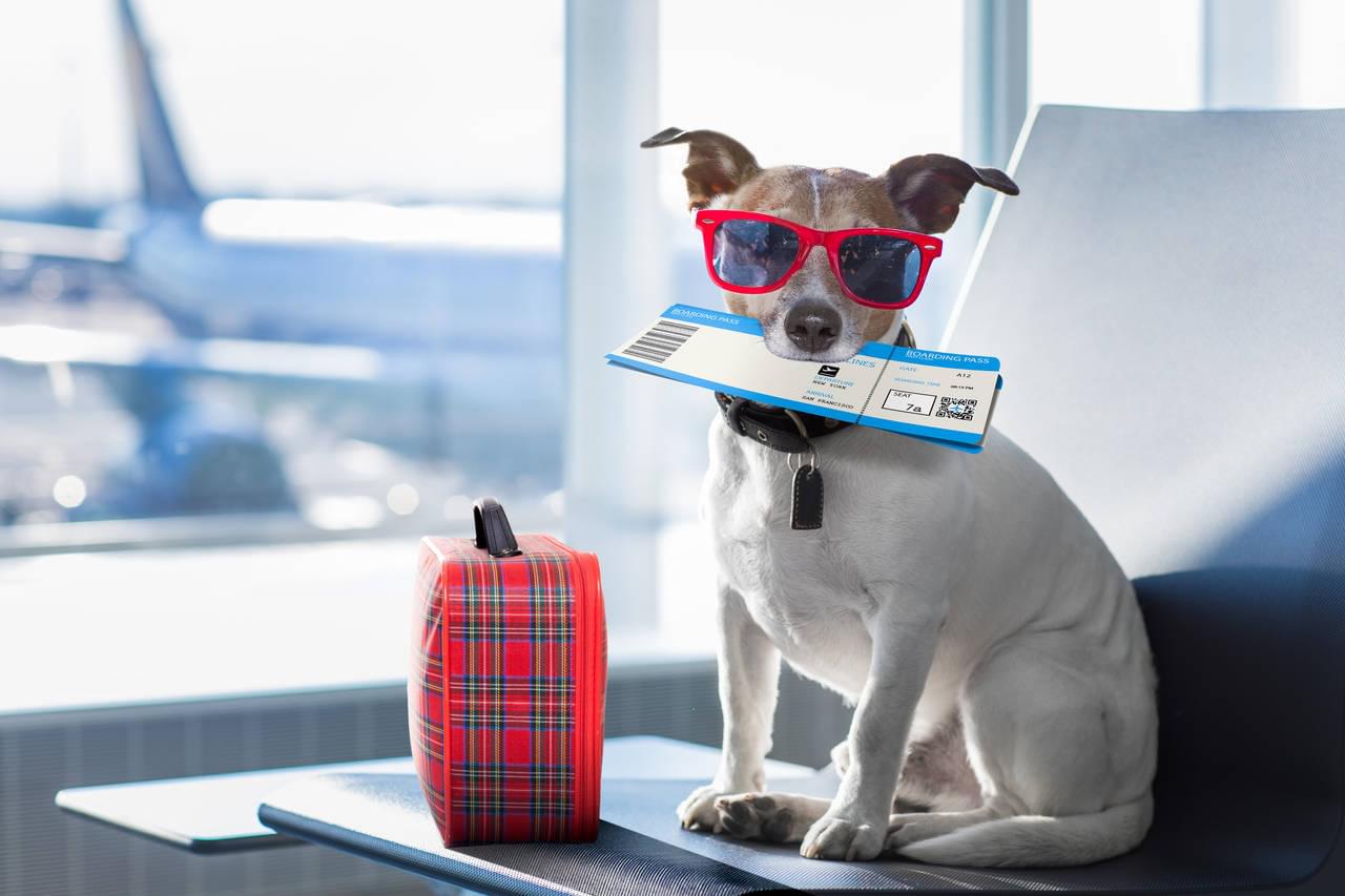 are small dogs allowed on cruise ships