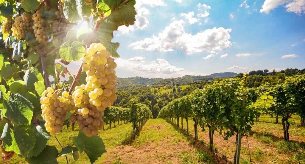 Vineyard with white wine grapes in late summer before harvest near a winery.