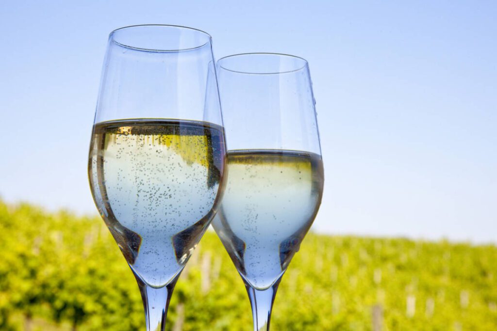 Glass of champagne against vineyard background.