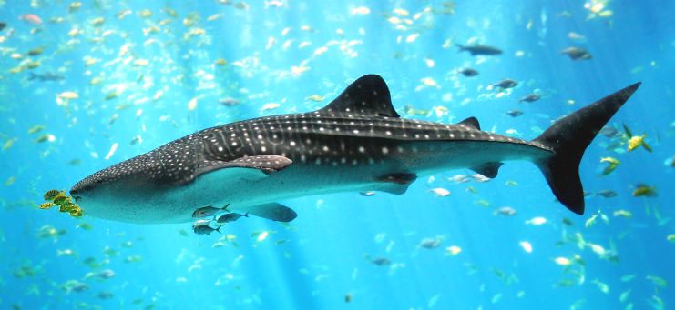 Whale Shark